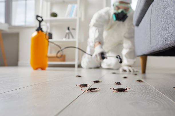 Post-Treatment Bed Bug Interceptor Monitoring in Middleburg